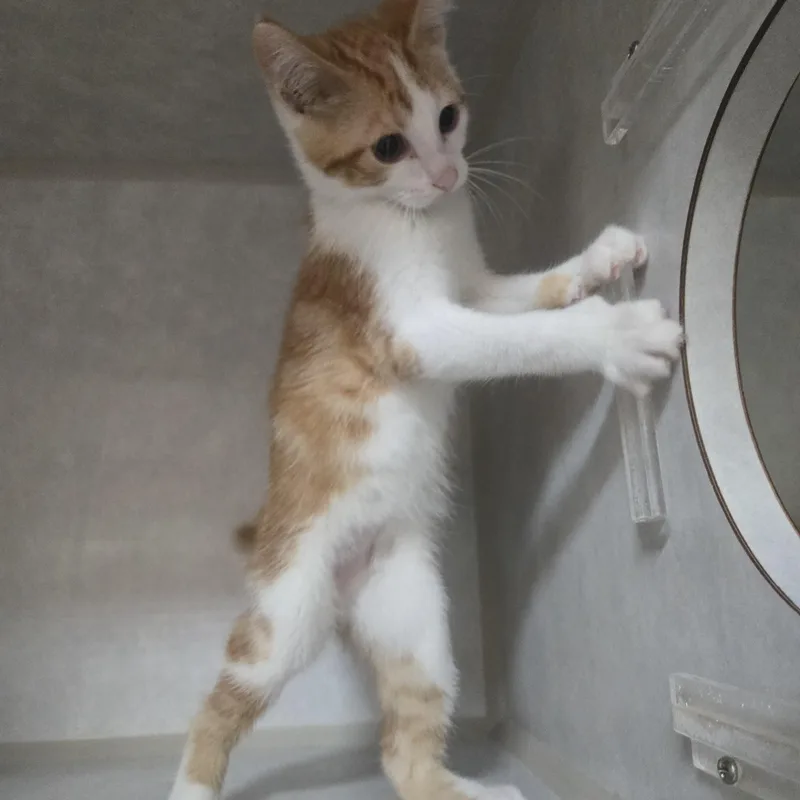 A baby medium-sized male Orange & White Domestic Short Hair cat named Warbler for adoption in Reeseville, WI