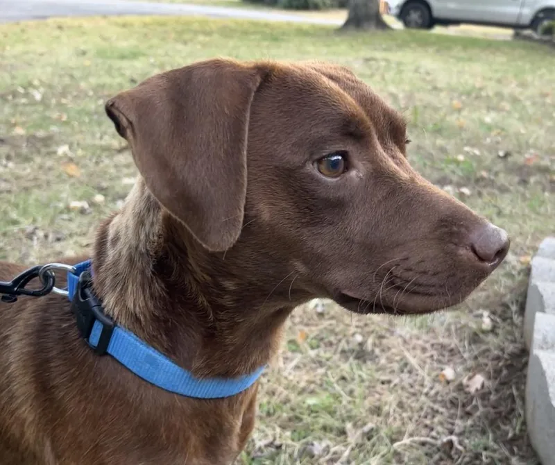 An adult small-sized female Red / Chestnut / Orange Patterdale Terrier / Fell Terrier dog named Ginger for adoption in Tulsa, OK