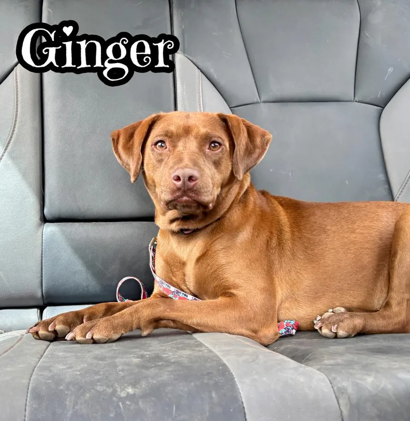 Ginger thumbnail 4