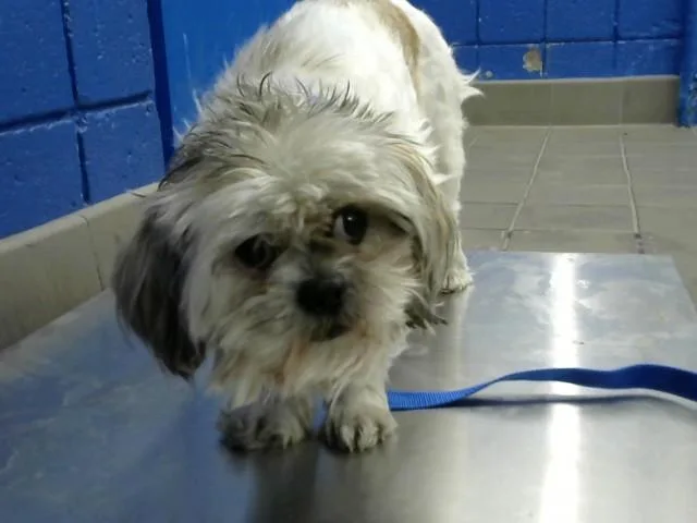 An adult small-sized male Shih Tzu dog named Harold for adoption in Albuquerque, NM