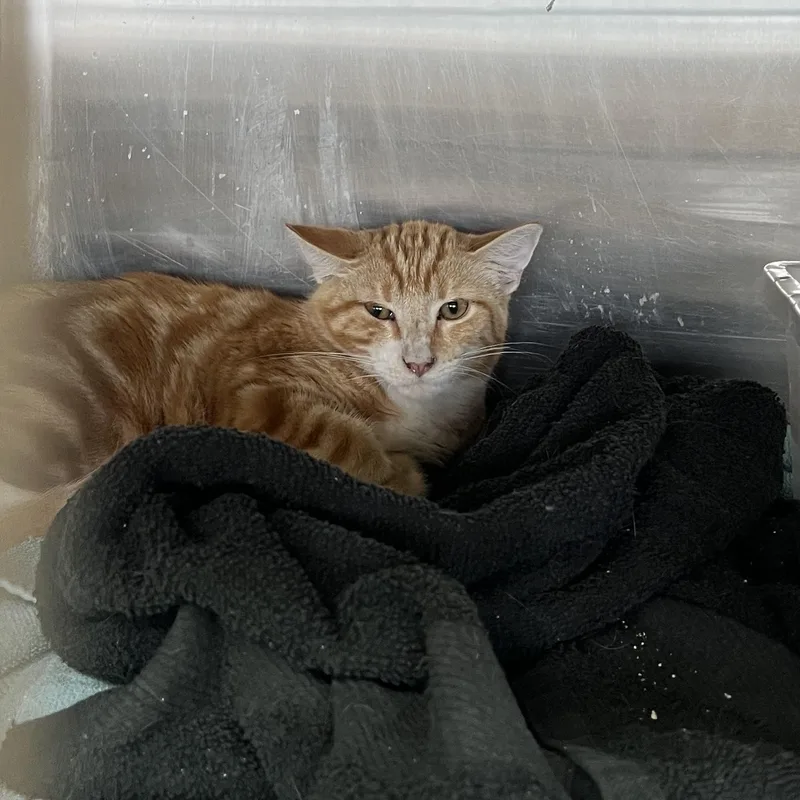 A young medium-sized male Orange / Red Domestic Short Hair cat named Hot Cheeto for adoption in Washington, UT