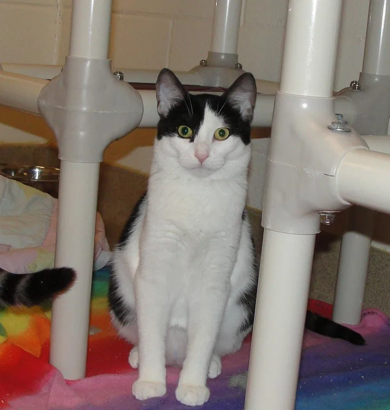 A young medium-sized female White Domestic Short Hair cat named Honeycomb for adoption in Plover, WI