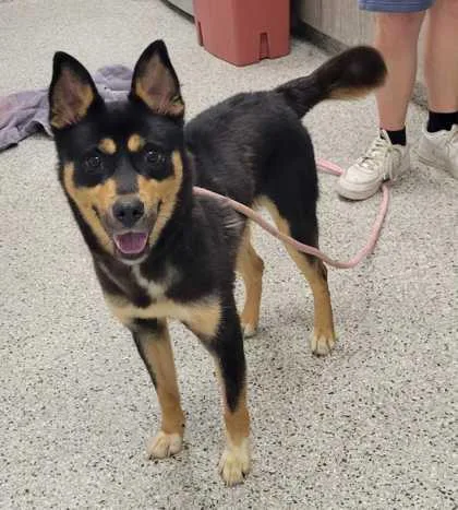 A young medium-sized male Black Australian Kelpie dog named River for adoption in Kansas City, MO