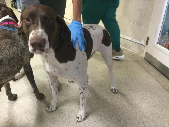 An adult large-sized male German Shorthaired Pointer dog named Bruno for adoption in Riverside, CA