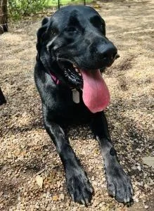 An adult large-sized male Labrador Retriever dog named Obie for adoption in Austin, TX