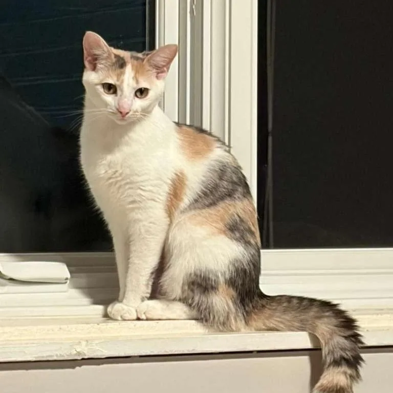 A young medium-sized female Calico Domestic Short Hair cat named Princess Buttercup for adoption in Gibsonia, PA