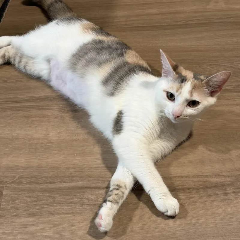 Princess Buttercup thumbnail 2