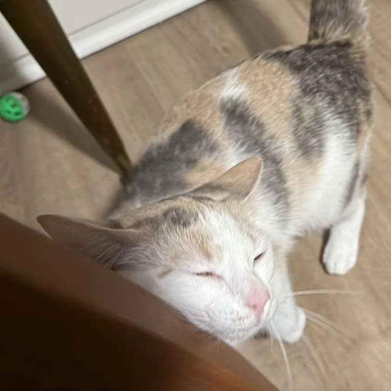 Princess Buttercup thumbnail 3