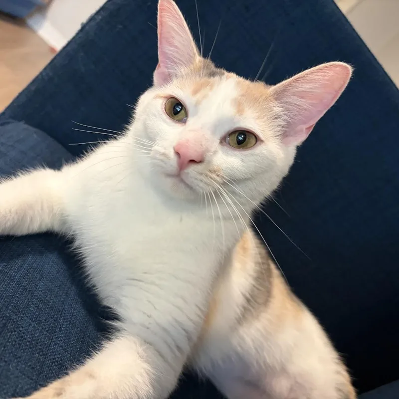 Princess Buttercup thumbnail 4