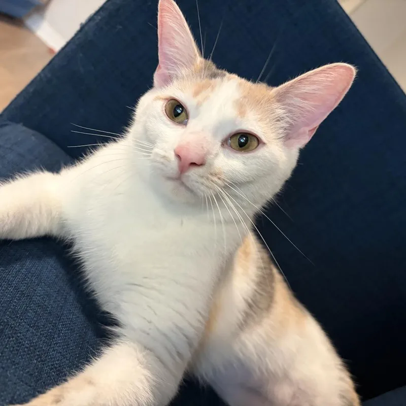 Princess Buttercup thumbnail 5