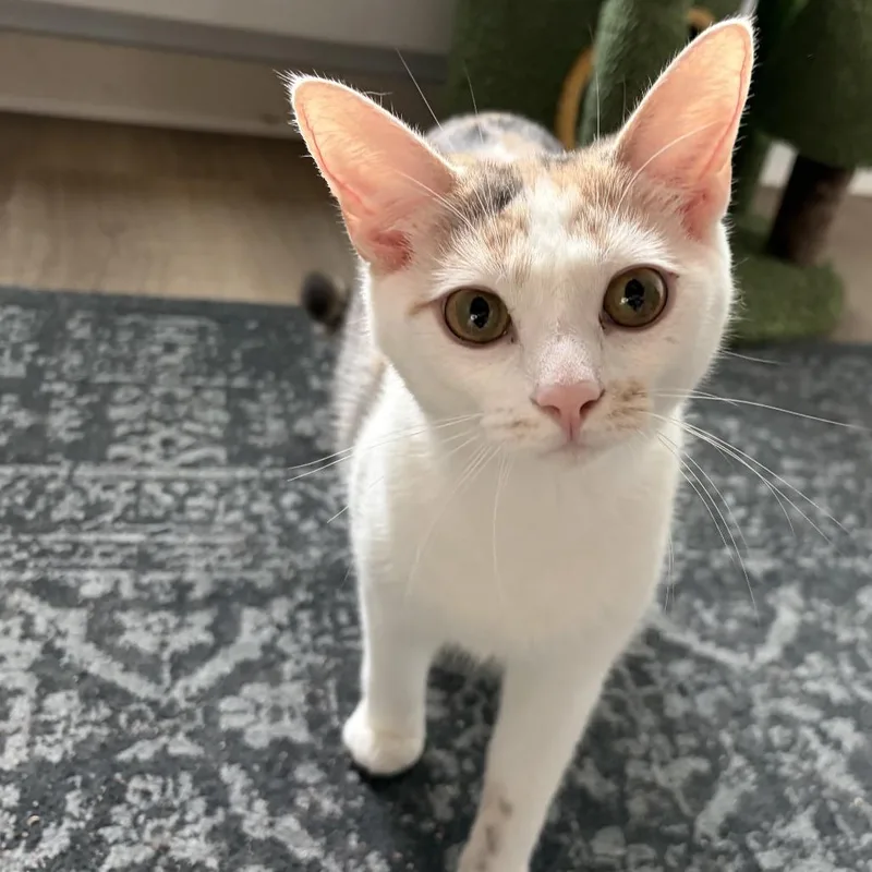 Princess Buttercup thumbnail 6