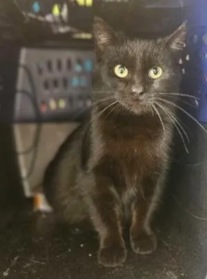 A young small-sized female Domestic Short Hair cat named Inka for adoption in Barron, WI