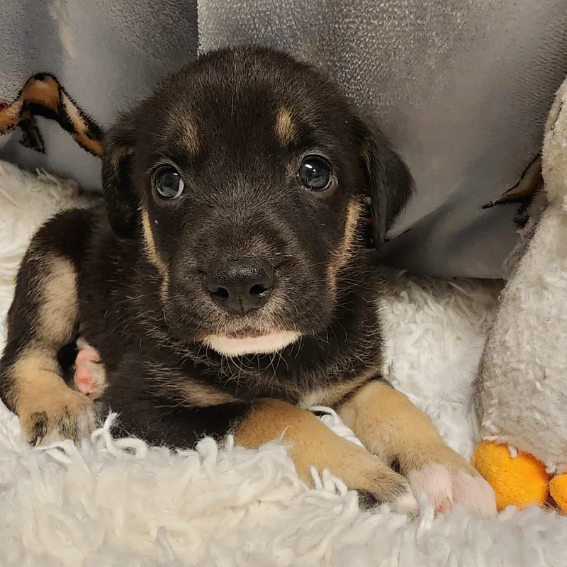 A baby medium-sized female Bicolor Shepherd dog named Ingrid for adoption in ALPINE, TX
