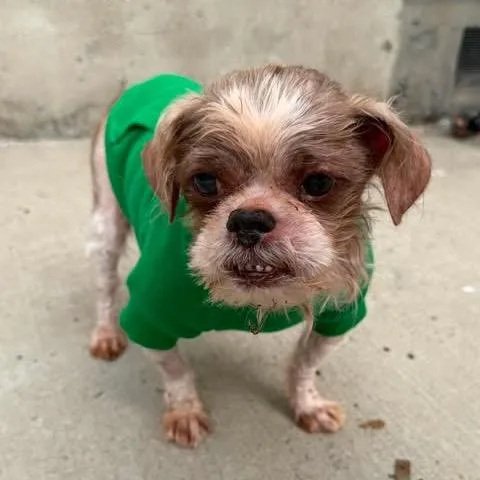 A senior small-sized male Yellow / Tan / Blond / Fawn Shih Tzu dog named Albert for adoption in Long Island City, NY