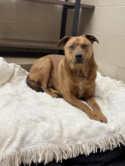 A young large-sized male Mixed Breed dog named Duffy for adoption in Knoxville, TN