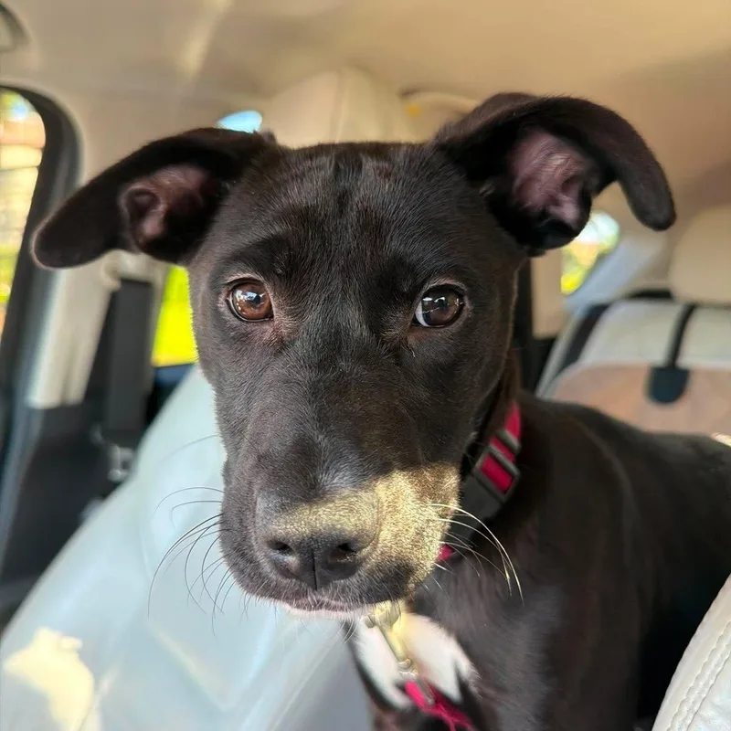 A baby medium-sized female Black Labrador Retriever dog named Nova for adoption in Largo, FL