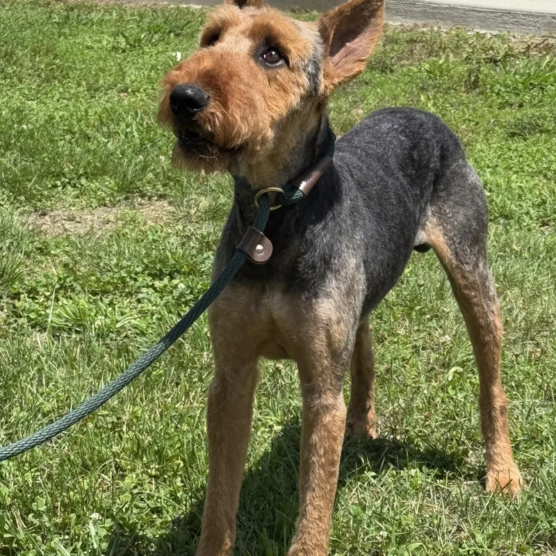 An adult medium-sized male Brown / Chocolate Airedale Terrier dog named Amos for adoption in Maynardville, TN