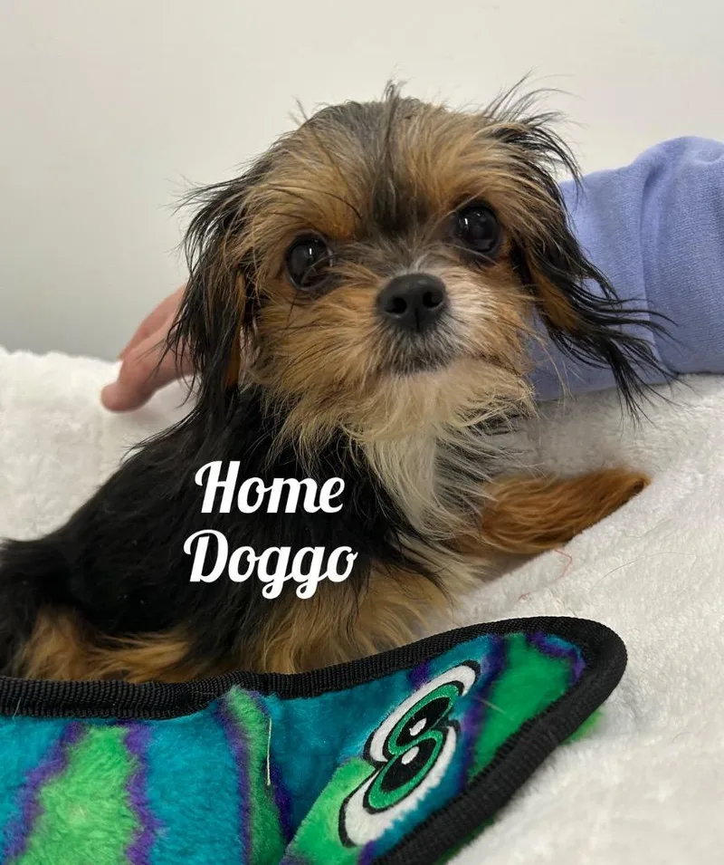 A young small-sized female Affenpinscher dog named Home Doggo for adoption in Jacksonville, IL