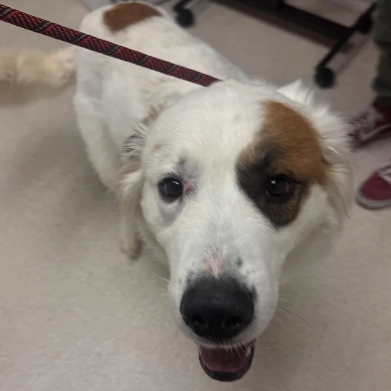 An adult large-sized male White / Cream Great Pyrenees dog named Ollie Dennis Cooper for adoption in Murray, UT