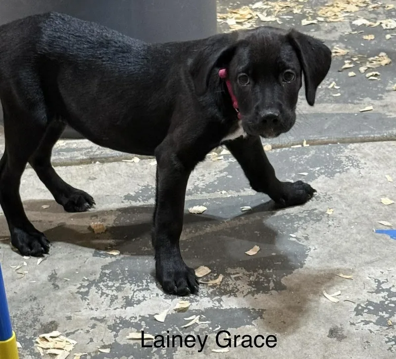 A baby large-sized female Tricolor (Brown, Black, & White) Labrador Retriever dog named Lainey Grace for adoption in Lansing, MI