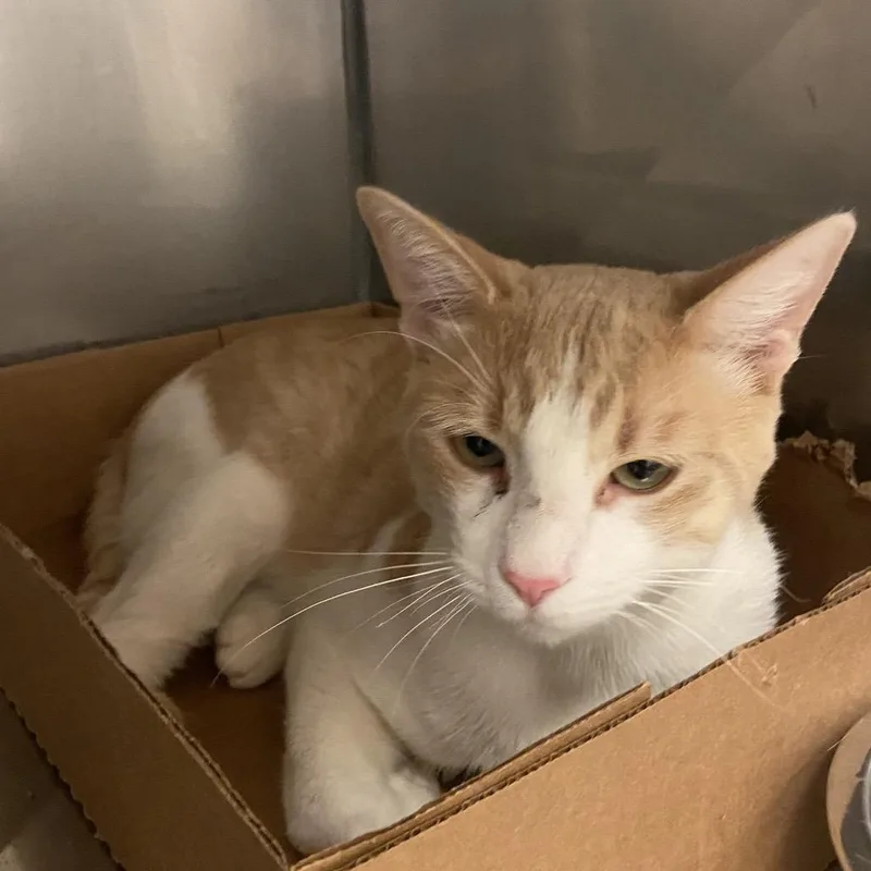 A young large-sized male Domestic Short Hair cat named Sulley for adoption in Monroe, LA