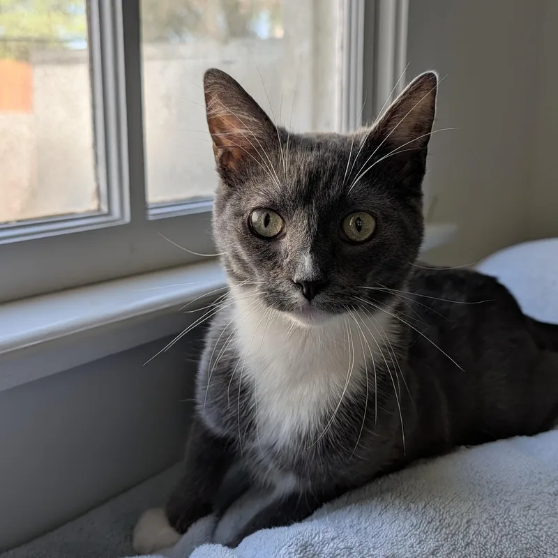 A young medium-sized male Domestic Short Hair cat named Wembley for adoption in New Orleans, LA