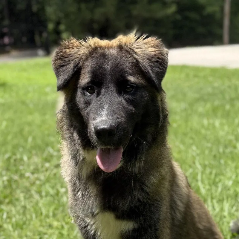 A young medium-sized female Great Pyrenees dog named Audri for adoption in Locust Fork, AL