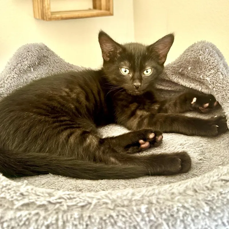 A baby small-sized male Black Domestic Short Hair cat named Spike for adoption in Springfield, OR