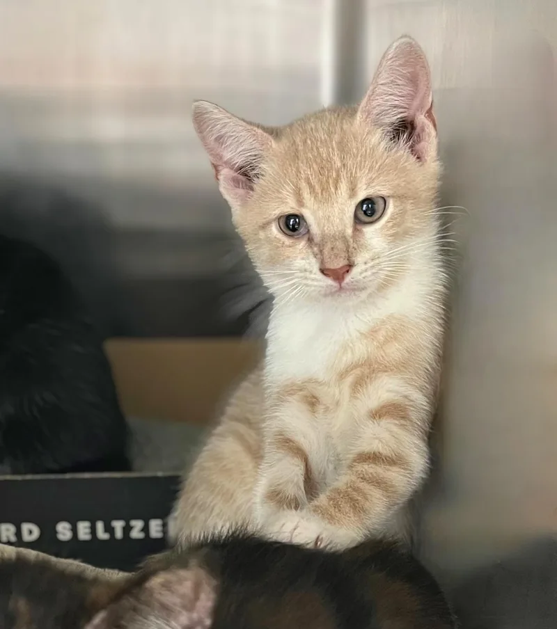 A baby medium-sized male Tabby (Buff / Tan / Fawn) Domestic Short Hair cat named Kristoff for adoption in Seville, OH