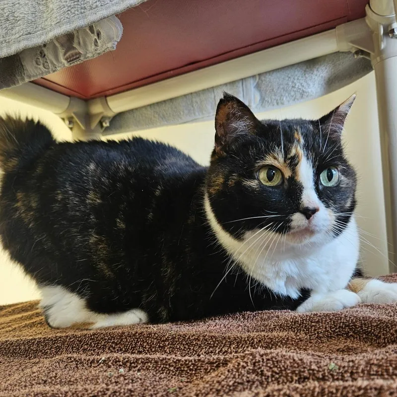 An adult large-sized female Calico Domestic Short Hair cat named Mamma Mia for adoption in Harrisonburg, VA