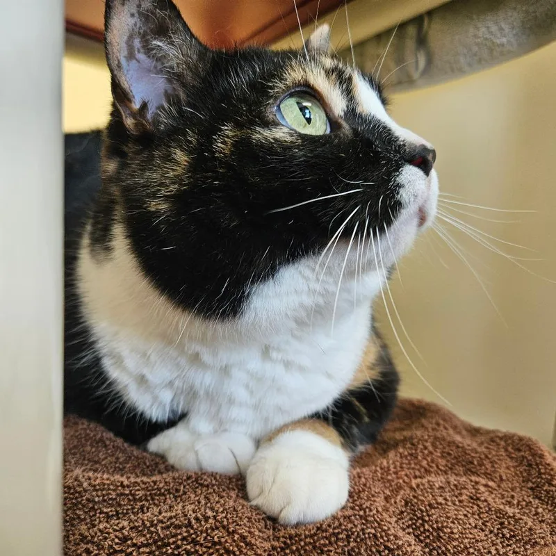 Mamma Mia thumbnail 2