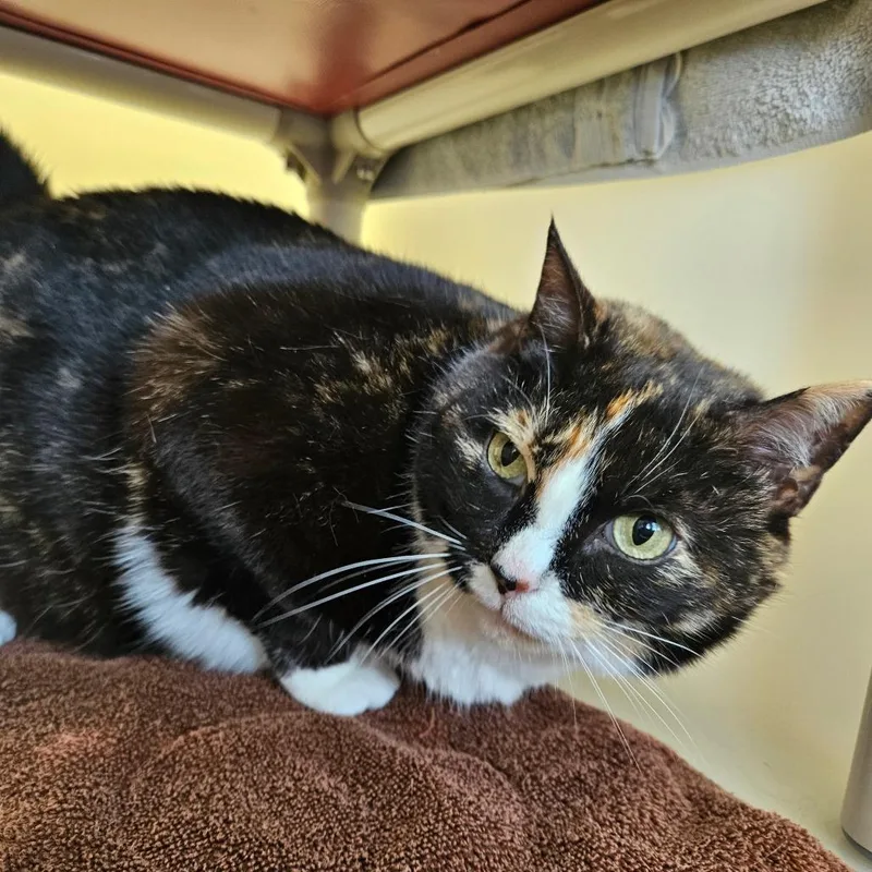 Mamma Mia thumbnail 4