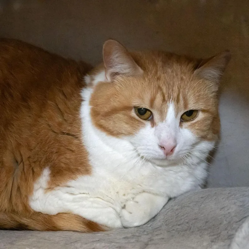 Buttercup thumbnail 2