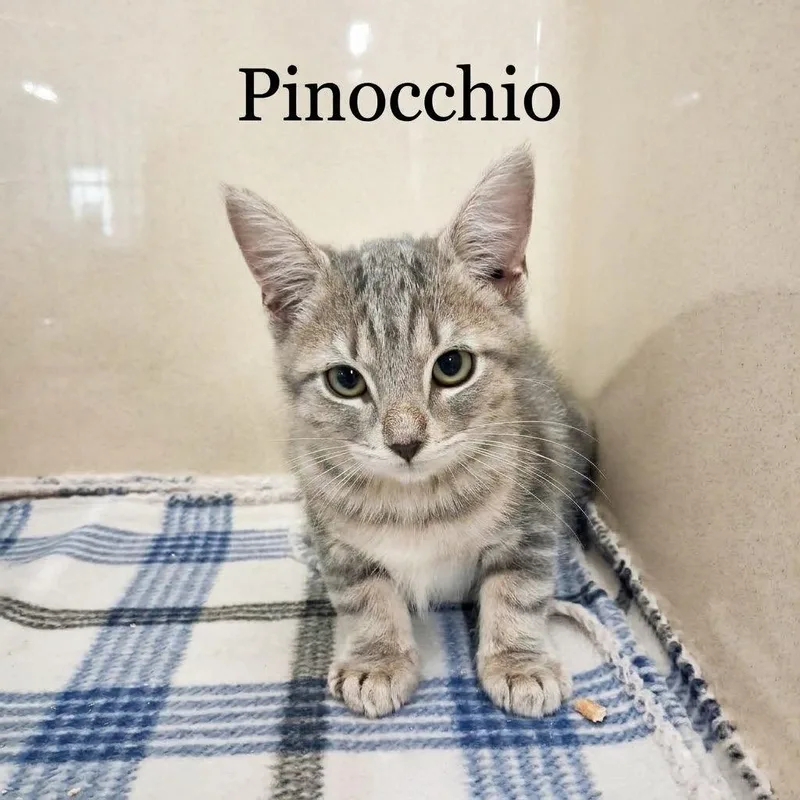 A baby medium-sized male Domestic Short Hair cat named Pinocchio for adoption in Gautier, MS