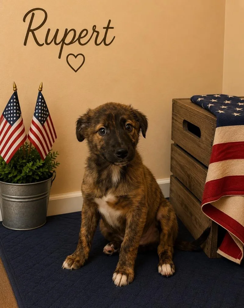 A baby small-sized male Mixed Breed dog named Rupert for adoption in Centralia, IL