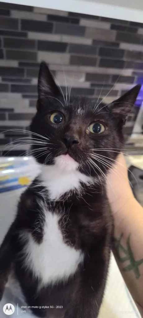 Zeppelin thumbnail 3