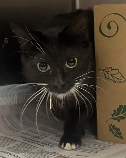An adult small-sized female Domestic Short Hair cat named Mercury for adoption in West Chester, PA