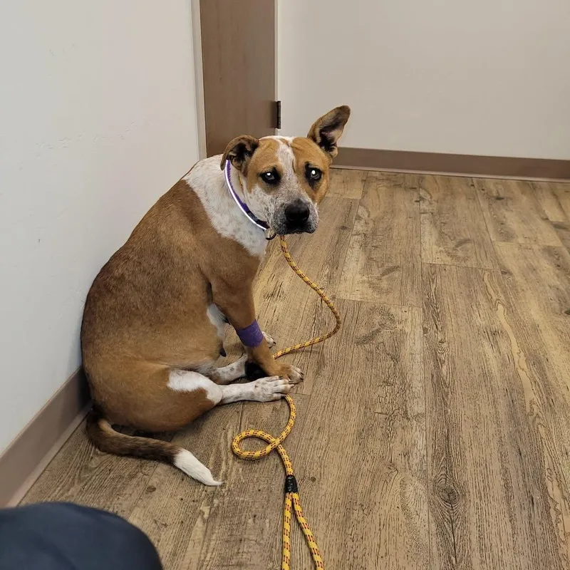 An adult medium-sized female Apricot / Beige Mixed Breed dog named Dally for adoption in Chino valley, AZ