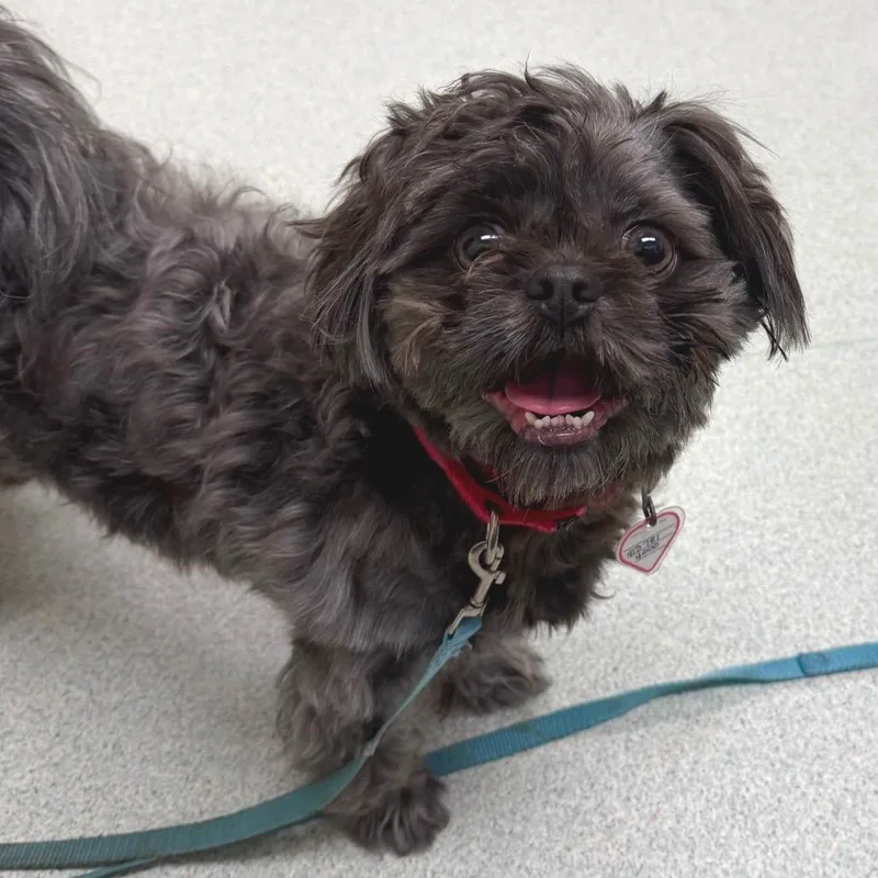 An adult small-sized male Gray / Blue / Silver Shih Tzu dog named Polo for adoption in Springfield, MA