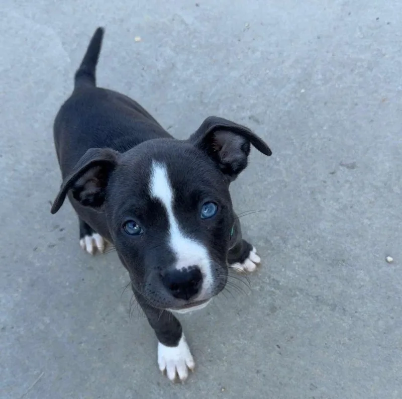 A baby small-sized female Mixed Breed dog named Jawslynn for adoption in Chattanooga, TN
