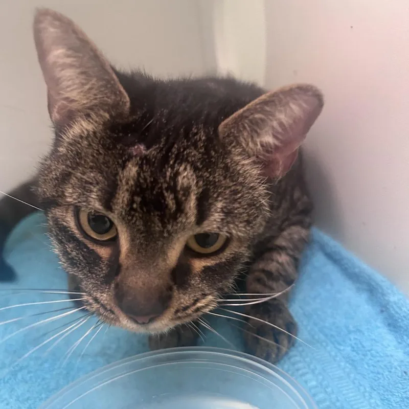 An adult medium-sized female Brown / Chocolate Domestic Short Hair cat named Tabitha for adoption in Philadelphia, PA
