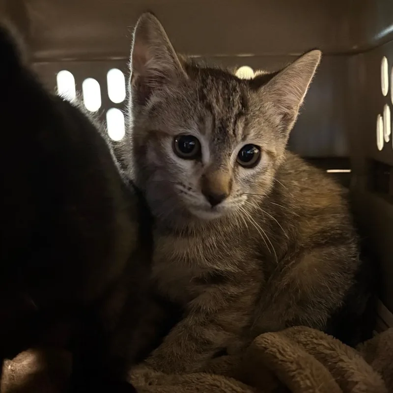 A baby small-sized female Brown / Chocolate Domestic Short Hair cat named Binky for adoption in Pasadena, CA