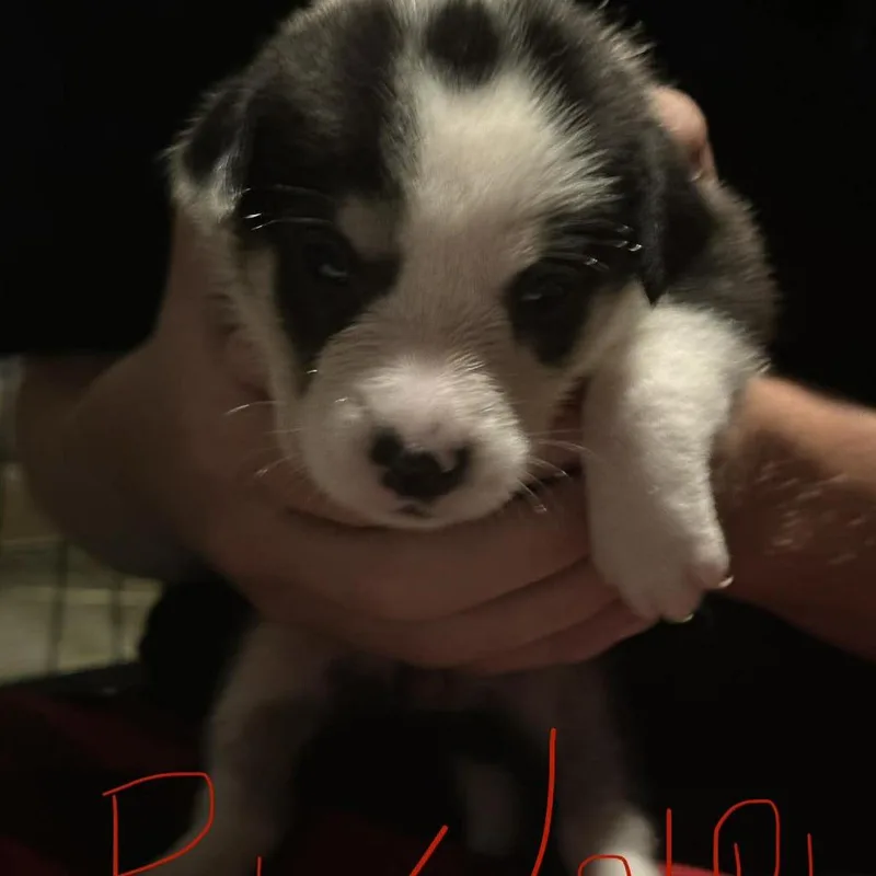 A baby small-sized female Black Hound dog named Rudolf for adoption in Austin, TX
