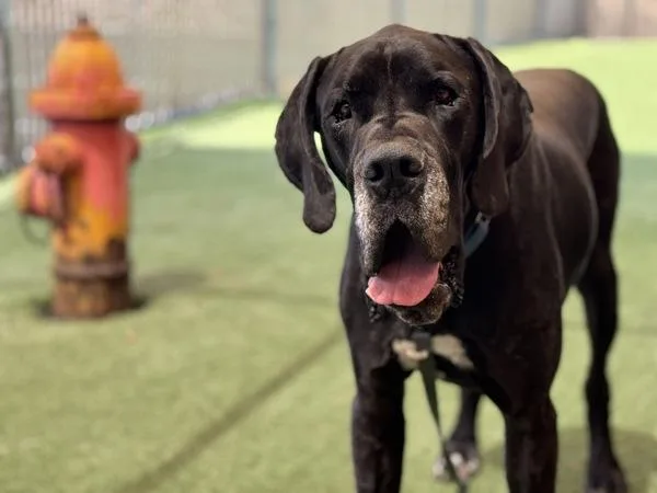 An adult extra large-sized male Great Dane dog named Tanky for adoption in Oceanside, CA