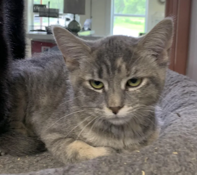 A baby medium-sized female Gray / Blue / Silver Domestic Short Hair cat named Velma for adoption in Massena, NY