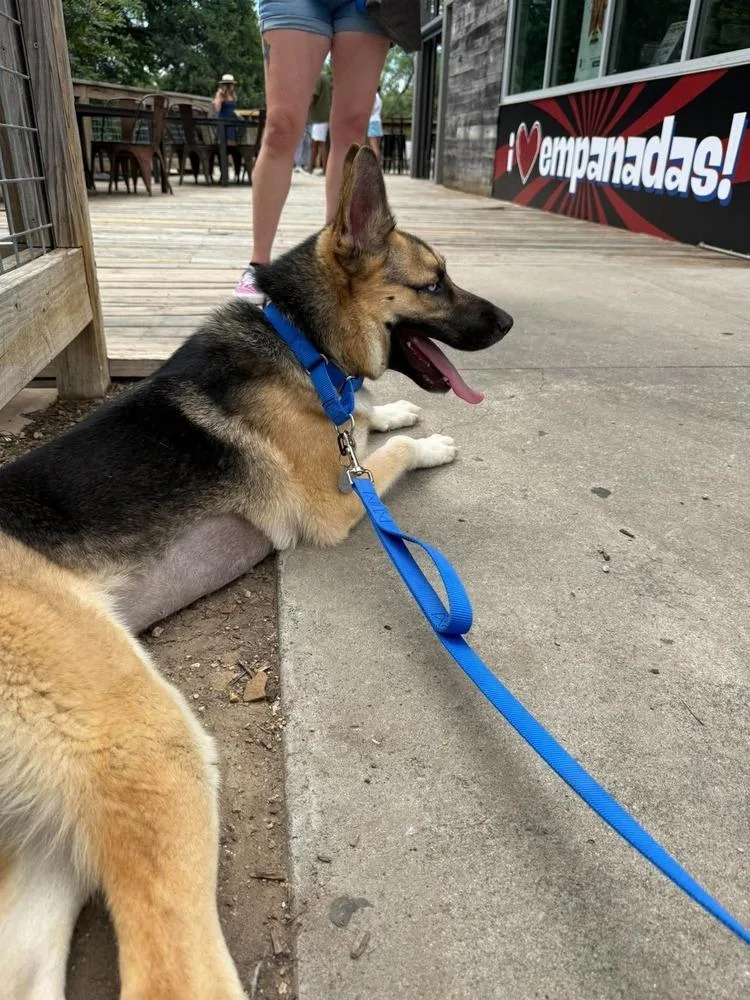 A young large-sized male Tricolor (Brown, Black, & White) German Shepherd Dog dog named Locke for adoption in Dallas, TX