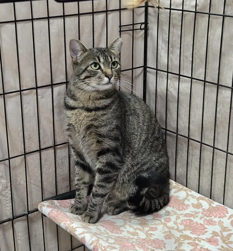 An adult small-sized female Domestic Short Hair cat named Brandy for adoption in Mokena, IL