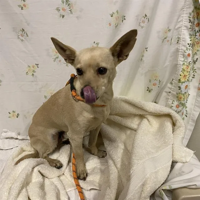 An adult medium-sized male Chihuahua dog named Chulo for adoption in Modesto, CA