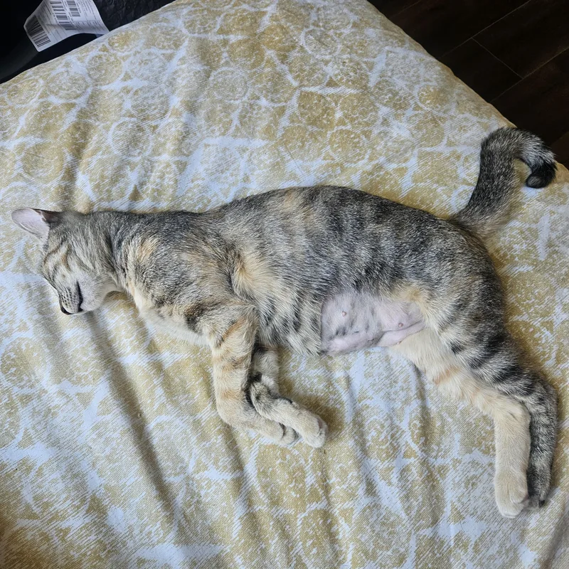 A young medium-sized female Abyssinian cat named Coco for adoption in Los Angeles, CA