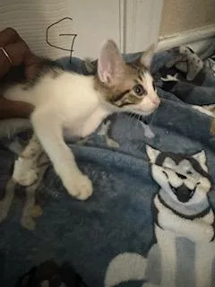 A baby small-sized female Domestic Short Hair cat named Greta for adoption in San Antonio, TX